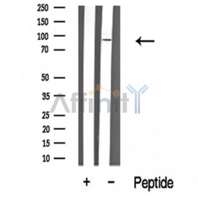 Валидация Affinity DF10366 - 5990