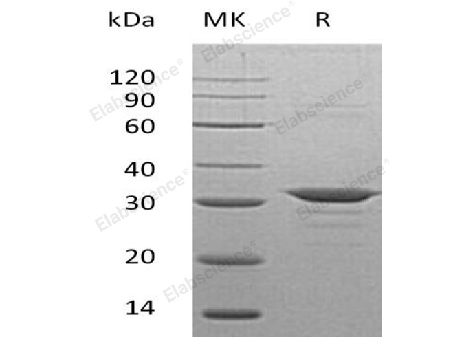 Валидация Elabscience PKSH030859(1705)