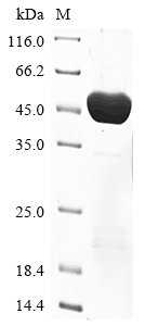 SDS-PAGE