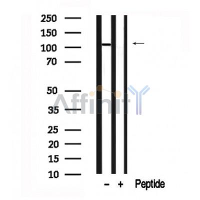 Валидация Affinity AF7649 - 4325