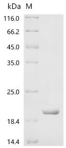 SDS-PAGE