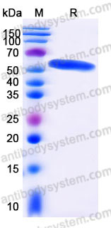 EHD15301, SDS-PAGE