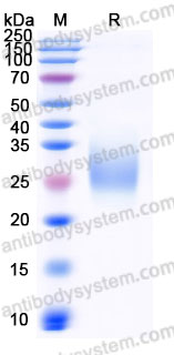 AME21002, SDS-PAGE