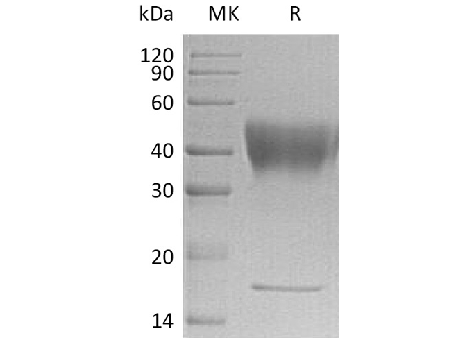 Валидация Elabscience PKSH033429(3753)