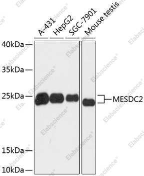 Вестерн-блоттинг, MESDC2, различные клеточные линии