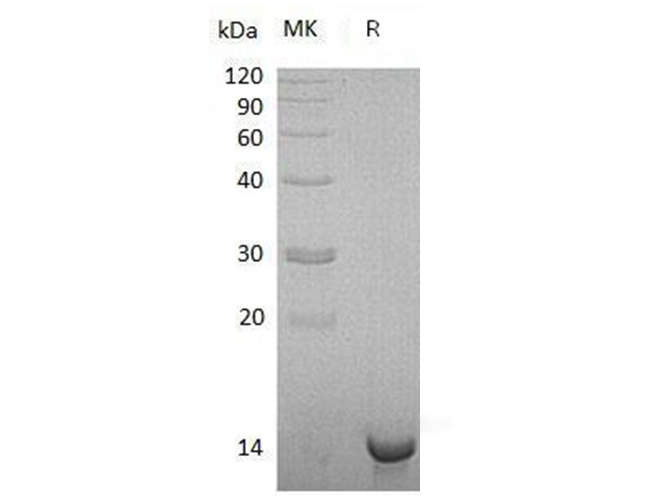 Валидация Elabscience PKSH033088(3455)