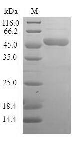 SDS-PAGE