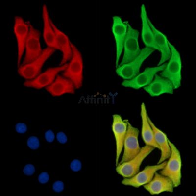 Валидация Affinity DF16094 - 12662