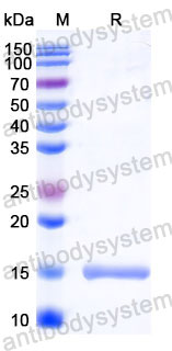 Валидация SDS-PAGE - AntibodySystem RHC29901
