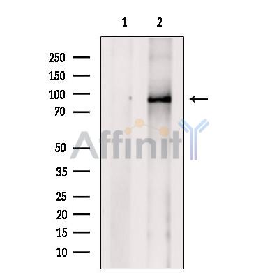 Валидация Affinity DF3602 - 14569