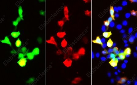 Иммунофлуоресценция, GFP-Tag, клетки 293F