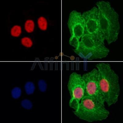 Валидация Affinity DF3248 - 14089