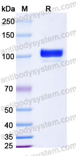 EHG65301, SDS-PAGE
