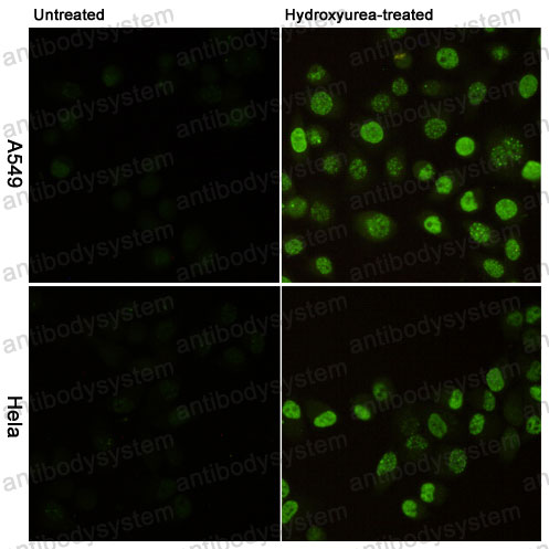 Валидация IF - AntibodySystem RHD15012