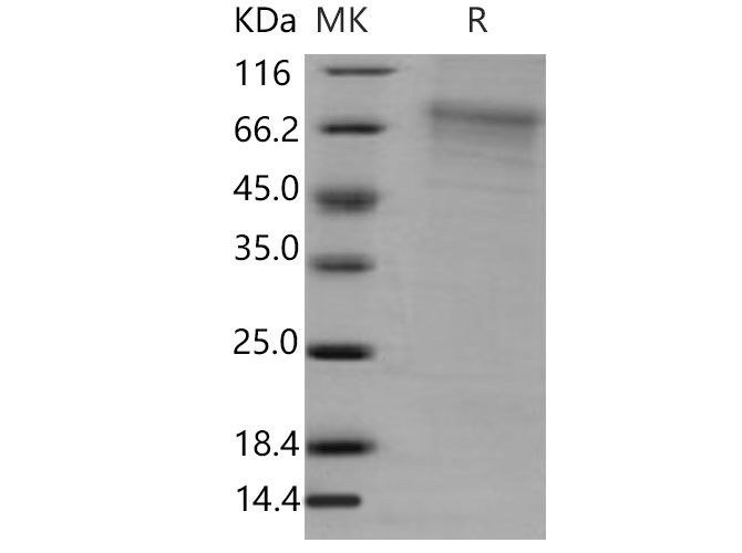 Валидация Elabscience PKSM040829(4793)