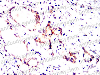 Валидация AntibodySystem RHG48104 (2965)