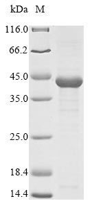 SDS-PAGE