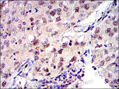 Валидация AntibodySystem RHE68807