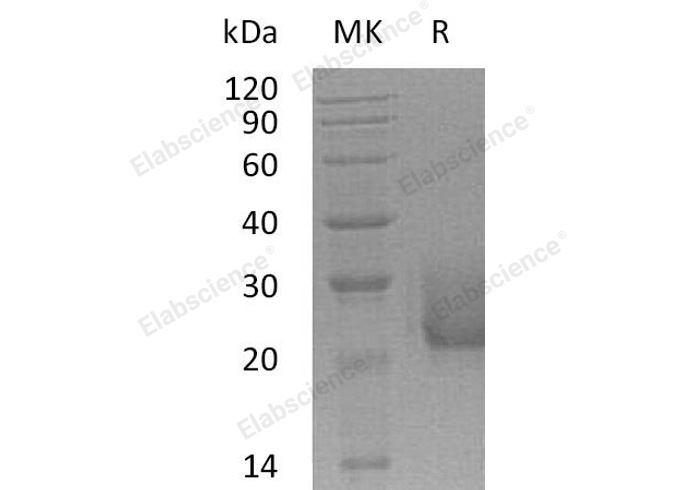 Валидация Elabscience PKSH032238(2749)