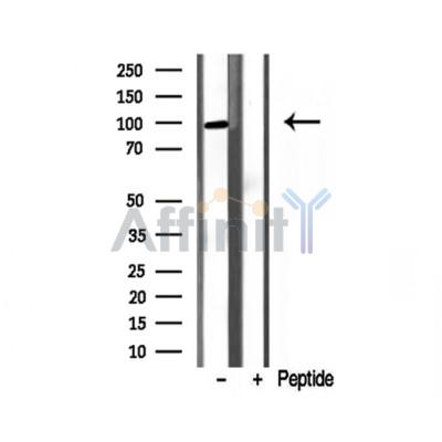 Валидация Affinity DF12134 - 6299