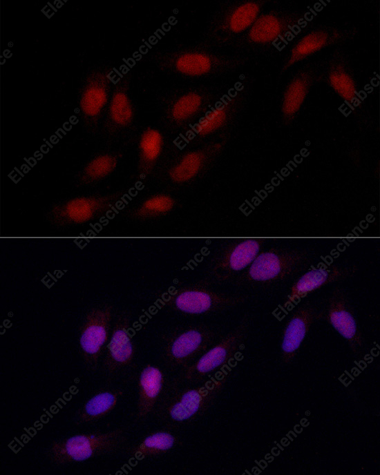 Иммунофлуоресценция, MSH6, клетки U2OS