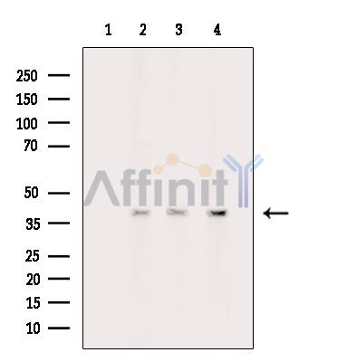 Валидация Affinity DF14045 - 9818