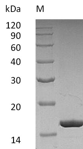 SDS-PAGE