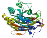 Integrin Beta 2 (ITGb2) Integrin Beta 2 (ITGb2)