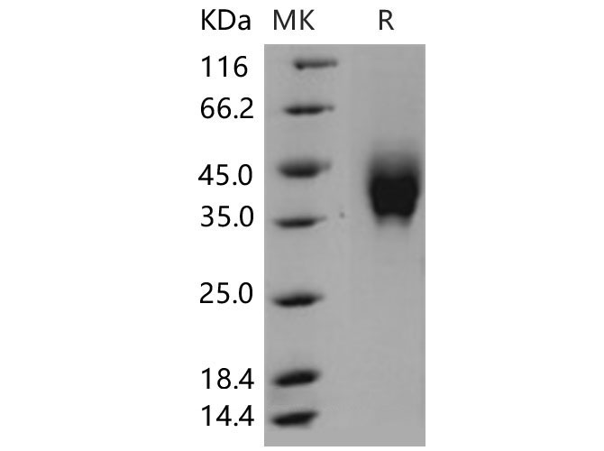 Валидация Elabscience PKSM040555(4544)