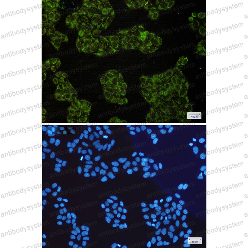 Валидация IF - AntibodySystem RHK68401