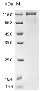 SDS-PAGE