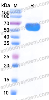 EHP12501, SDS-PAGE