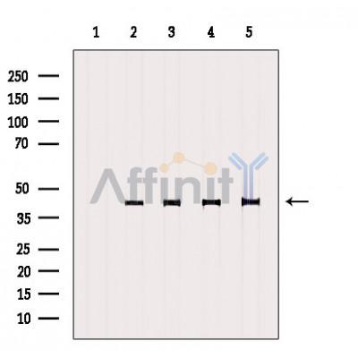 Валидация Affinity DF6527 - 17944