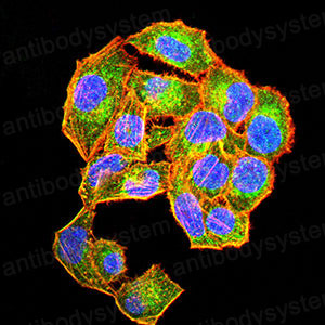 Валидация IF - AntibodySystem RHK89102