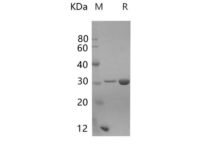 Валидация Elabscience PDEM100217(551)