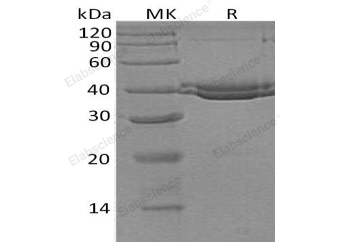 Валидация Elabscience PKSH033084(3451)
