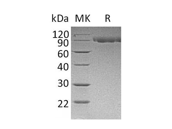 Валидация Elabscience PKSM041143(5055)