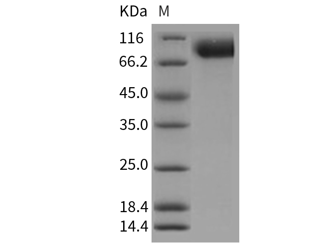 Валидация Elabscience PKSR030257(5610)