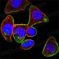 Валидация IF - AntibodySystem RHD14802 (542)