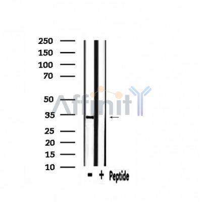 Валидация Affinity AF9091 - 4859