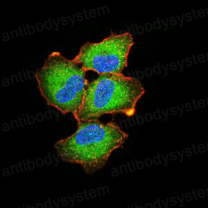 Валидация IF - AntibodySystem RHD10205 (524)