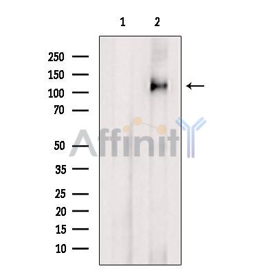 Валидация Affinity DF8887 - 20994