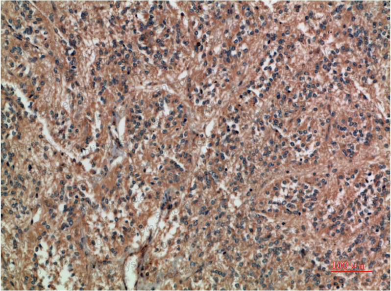 Валидация AntibodySystem RHC16507