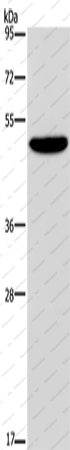 Вестерн-блоттинг, NECTIN4, клетки SKOV3