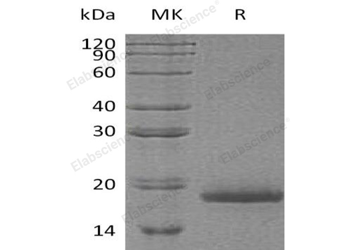 Валидация Elabscience PKSH032951(3344)