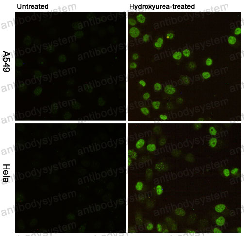 Валидация IF - AntibodySystem RHD15013