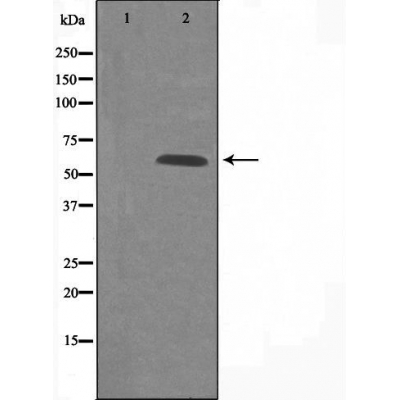 Валидация Affinity DF4938 - 16762