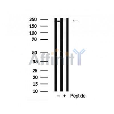 Валидация Affinity AF7797 - 4513