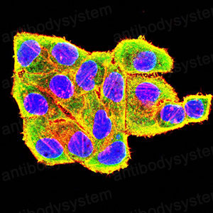 Валидация IF - AntibodySystem RHN98501