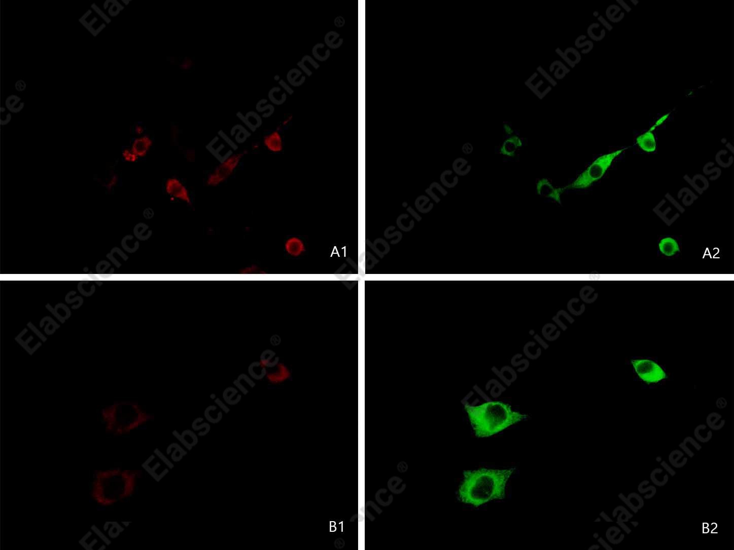 Иммунофлуоресценция, GFP, клетки 3T3-L1